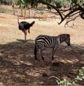 Animals at the Nairobi Safari walk
