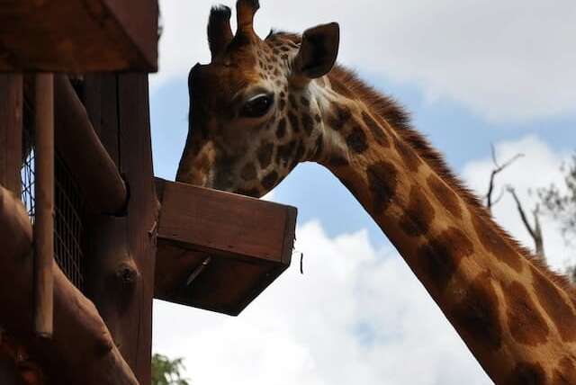 Giraffe Centre Nairobi Entrance Fee and Best Time to Visit