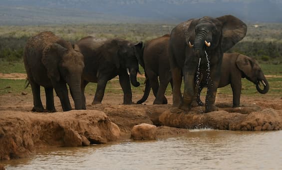 Mwaluganje Elephant Sanctuary Entrance Fee